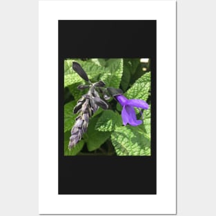 Tender Purple Salvia Posters and Art